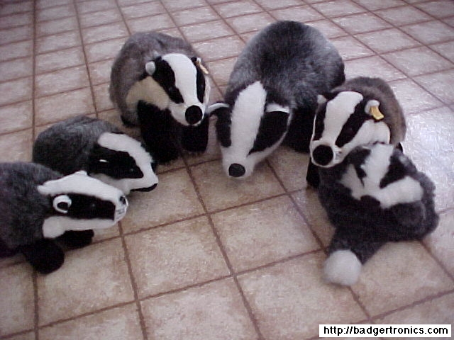 badger-family.jpg