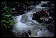 Water
down a woodland stream